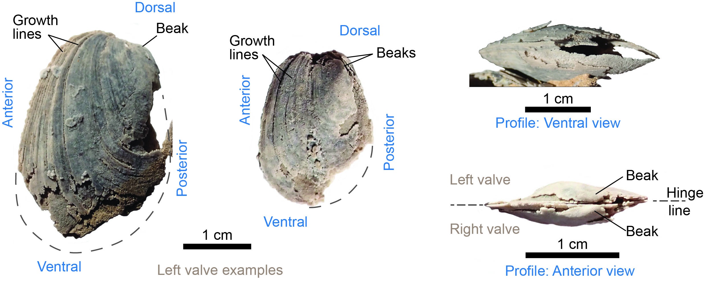Additional views of the exterior of Modiolodon oviformis from the silicified deposits studied by Pojeta